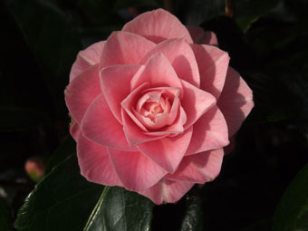 Camellia japonica 'Otome' P1019634