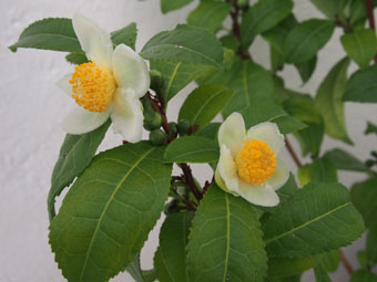 Camellia sinensis PA023322