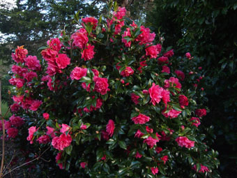 Camellia × williamsii 'Anticipation' P4279037