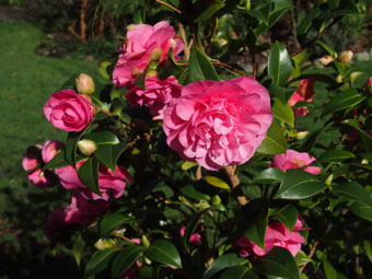 Camellia × williamsii 'Debbie' P3046336