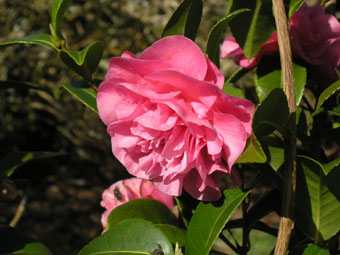 Camellia × williamsii 'Debbie' P3134744