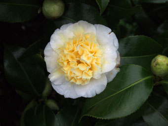 Camellia × williamsii 'Jury’s Yellow' P3096430