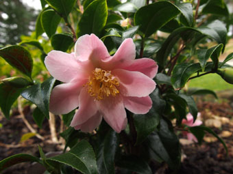 Camellia × williamsii 'Tiptoe' P4078037