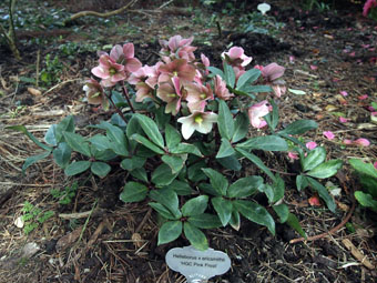 Helleborus × ericsmithii 'HGC Pink Frost' P3097554