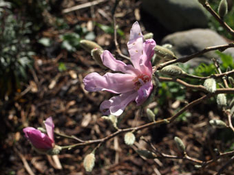 Magnolia × loebneri 'Leonard Messel' P3116520