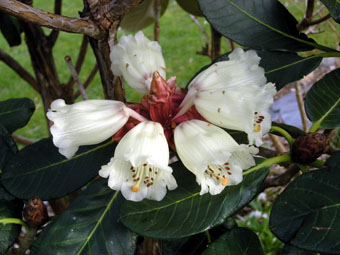 Rhododendron macabeanum P4243254