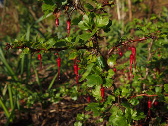 Ribes speciosum P4309187